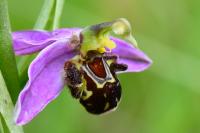Ophrys apifera
