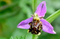 Ophrys apifera