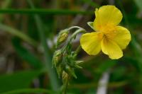 Helianthemum nummularium
