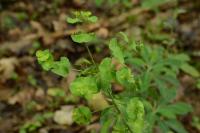 Euphorbia amygdaloides