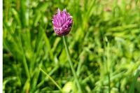 Allium schoenoprasum