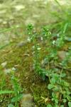 Veronica serpyllifolia