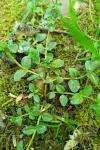 Veronica serpyllifolia