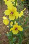 Verbascum blattaria