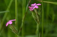 Dianthus armeria