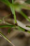 Dianthus armeria