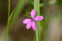 Dianthus armeria
