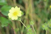 Potentilla recta