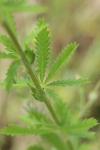 Potentilla recta