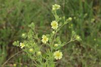 Potentilla recta