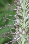 Himantoglossum hircinum