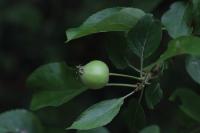 Malus domestica