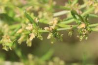 Rumex pulcher