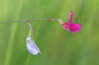 Lathyrus nissolia