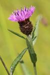 Centaurea nigra