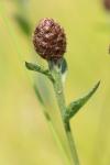 Centaurea nigra