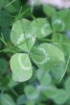 Trifolium repens
