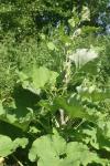 Arctium lappa