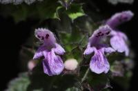 Ballota nigra