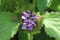 Ballota nigra