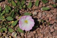 Convolvulus arvensis