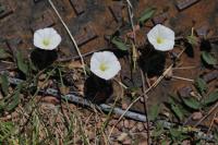 Convolvulus arvensis