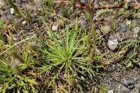 Plantago coronopus