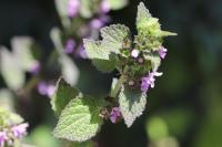 Ballota nigra