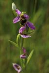 Ophrys apifera