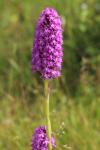 Anacamptis pyramidalis