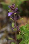 Ziziphora acinos