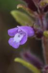 Ziziphora acinos
