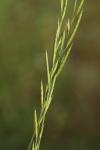 Brachypodium pinnatum