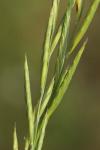 Brachypodium pinnatum