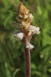 Orobanche picridis-hieracioidis