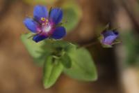 Lysimachia foemina