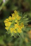 Euphorbia cyparissias