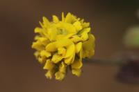 Medicago lupulina