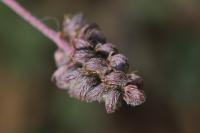 Medicago lupulina