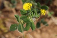 Medicago lupulina