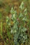 Blackstonia perfoliata