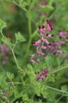Fumaria officinalis
