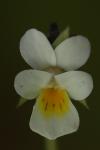 Viola arvensis