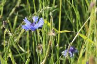 Cyanus segetum