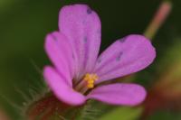 Geranium purpureum