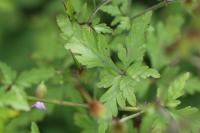Geranium purpureum