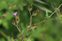 Geranium purpureum