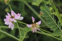 Coronilla varia