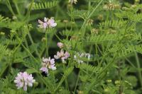 Coronilla varia