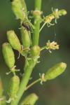 Reseda lutea